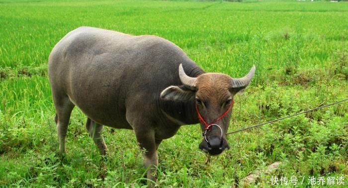  利润@回农村纯草放养10头牛，需要多少资金，大概能赚多少钱？