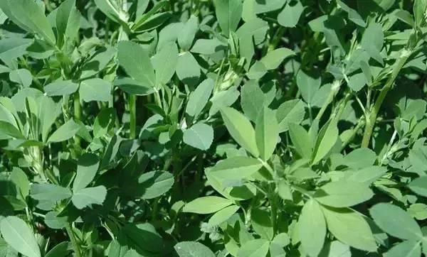  食物：人称“食物之父”，是最古老的野菜之一，如今到处是，你