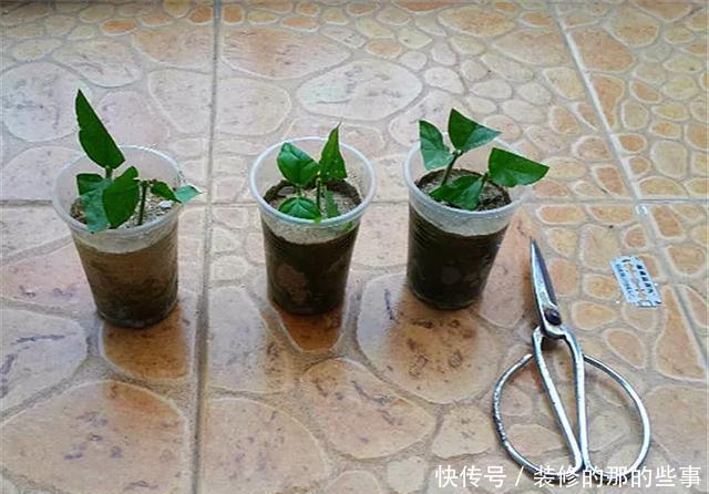  『执着的花盲』养花技巧：这5种花现在扦插，下个月就开花，千万别错过时机！