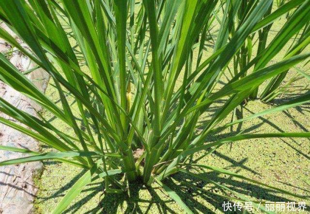 农村河边的野菜，最高能到2米，如今15元一斤，农民靠它致富