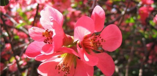  『花园』喜欢养护花卉，就选这5款花，全年开花不断，阳台变成“小花园”