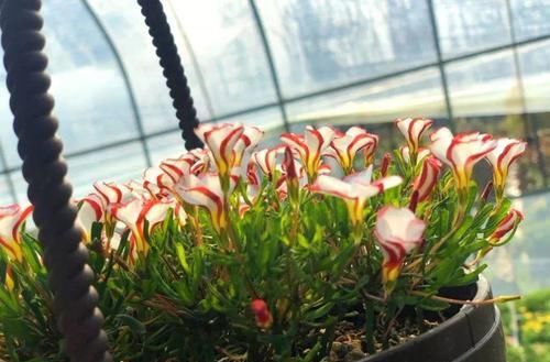  「家里」6种花，占地小开花多，摆在家里很精致！