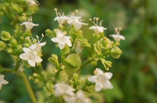  当害：麦田里的野草，过去农民当害草，如今成为上等野菜，一斤卖到20元