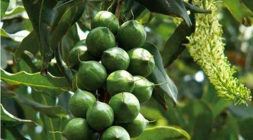  「种植」鲜果7块一斤，烤熟后50块一斤，种一亩赚一万元，果农：