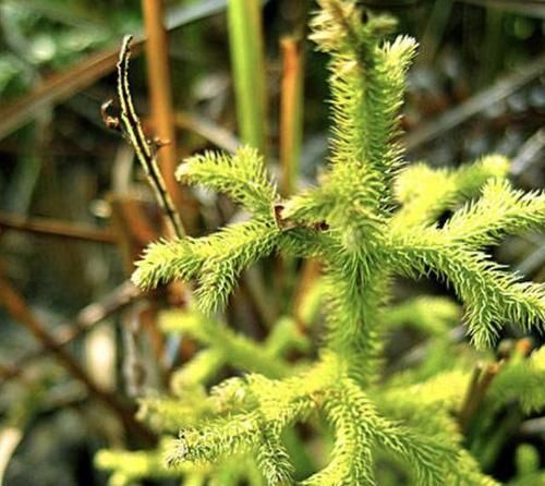  『蜈蚣』湿润的林子里，生长着1种“铺地蜈蚣”，植株珍贵，拔掉1棵少1棵