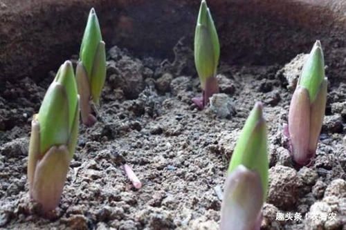  [野地]过去野地里泛滥，现成高价经济作物，有农民靠它发家，25元一斤