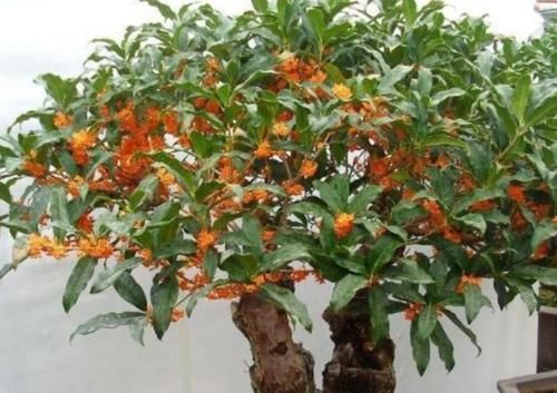  『艳丽』此款花卉便宜又好养，全年开花不停，花色艳丽，花开枝繁叶茂，美
