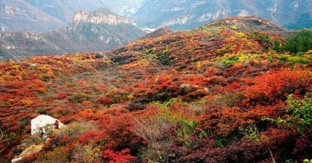 山上即将红叶漫天，山下百种山货齐聚，坡峰岭溜娃赏景一站配齐