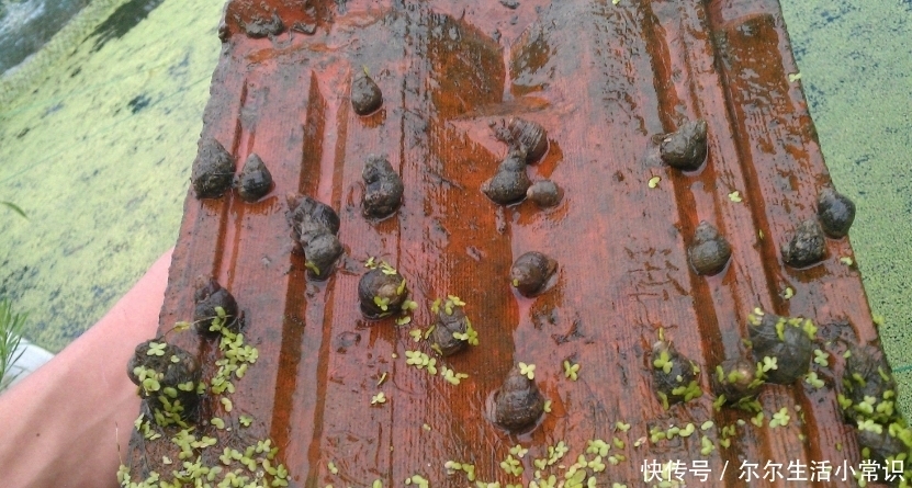  收益：农村这4个创业项目，投资小收益大，农民朋友不妨考虑一下