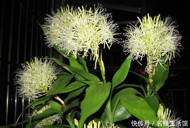 便是|3种绿植,开花便是“好兆头”,家里放一盆,日子顺风又顺水!
