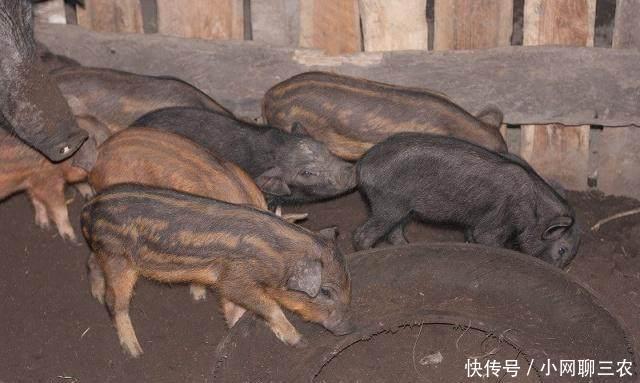 母猪降温那些常用办法,养猪人你用过吗?!