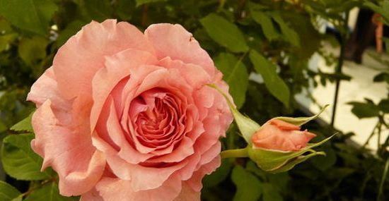  花型■喜欢养花不如选“珊瑚果冻”，花型优美，香味浓郁，四季开花不断