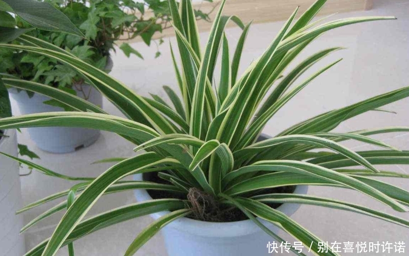 『净化空气』甲醛“杀手”大合集,这6种植物点缀家居,有益健康观赏性十足