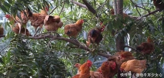  适合|农村房屋后院有一千多平米空地，在农村适合做什么？