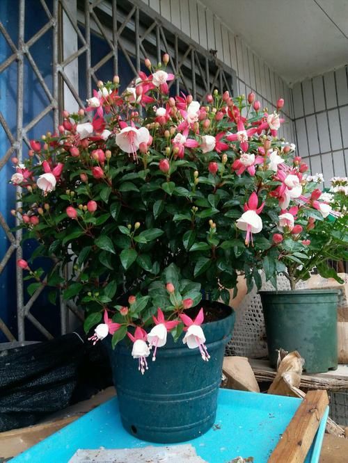 #树形#树形优美,花似灯笼,全年开花——这种室内盆栽绿植,很值得拥有