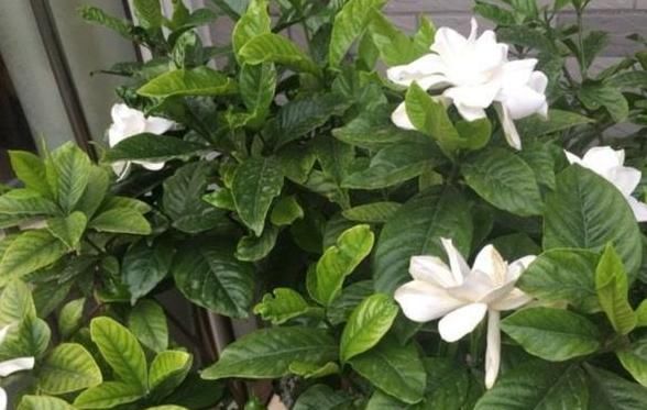  冒满■栀子花黄叶别着急，用了这种方法，轻松解决，叶子油绿，冒满花