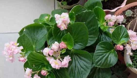 #漂亮#这4种花,一开花就停不下来,漂亮好养,是盆栽佳品!