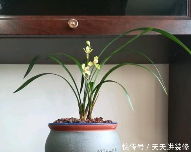  「长旺」养兰花，要这样“佛系养护”，才能长旺开花