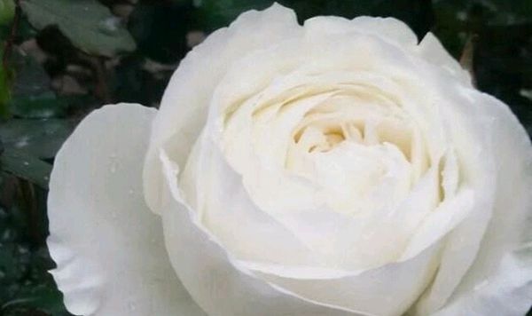  「鹤飞凤舞」喜欢玫瑰，可以试试《珍稀名菊》岸鹤，喜欢鹤飞凤舞，优雅高贵