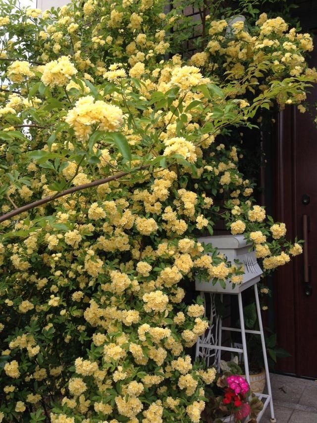 我国最美花树，少抽3包烟也要种1棵，一年花开200天，当年开花