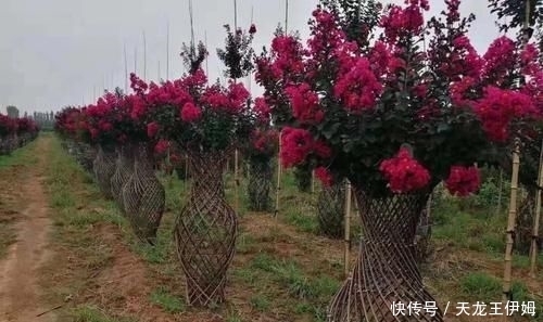 「世界」造型紫薇'观音花瓶'开花盛景,真是一花一世界,一岁一枯荣