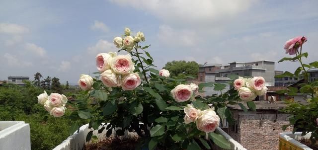  漂亮|一款超漂亮的盆栽花，种植简单，花期长，阳台养一株，四季有花赏