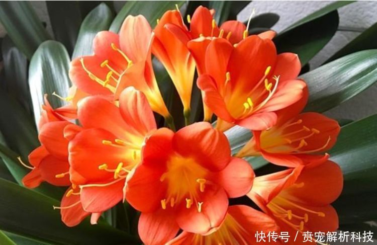  「蟹爪兰」最受欢迎的“4种花”，高端大气，花朵硕大、花期长，漂亮好养！