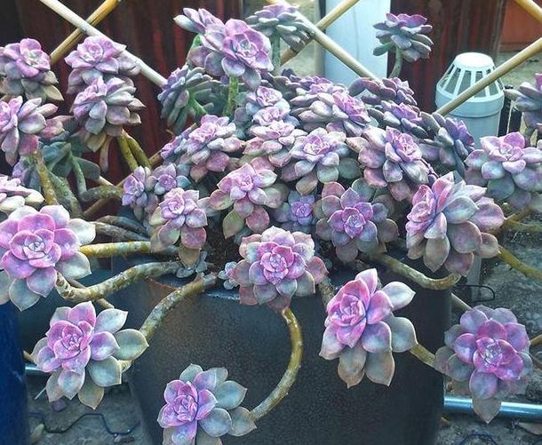 【变肥】紫乐多肉叶子发软?避开4个''误区'',植株叶片变肥、上色快