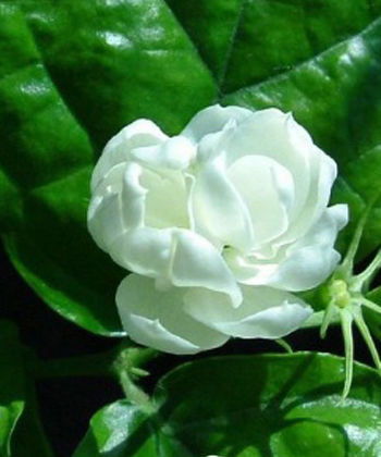  「小巧」忠贞纯洁之花，有着洁白的花色，花型小巧可爱，令人十分喜爱