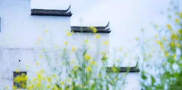 “最美乡村”的称号的婺源花开得美爆了！