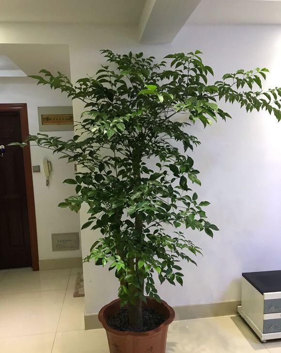  【砍头】半死不活的幸福树，被我狠心砍一刀，结果冒出好多芽！