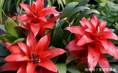  「选择」喜欢在家中养护花卉，就选择开花量繁多，花期长，花色艳的3种花