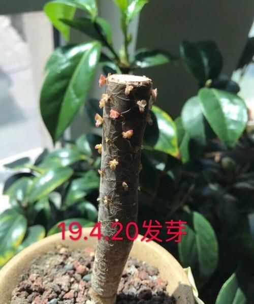  「射光好的地」1把叶子掉土里，7天窜出满盆芽，1盆变10盆不花一分钱！