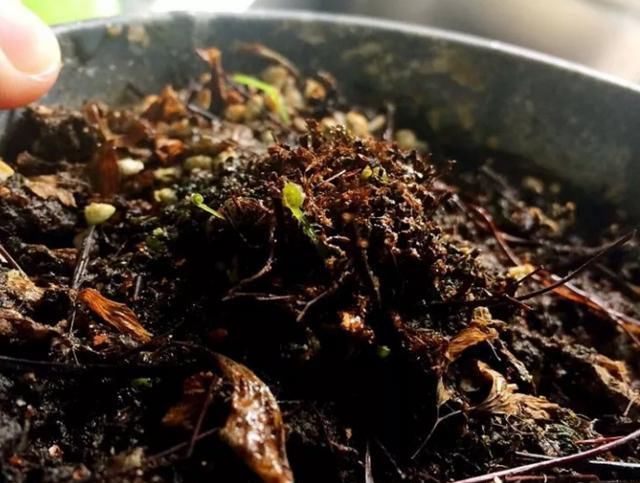  「铁线蕨」这个花的茎像铁丝，不晒太阳也能长爆盆，比绿萝吊兰还美还好养！