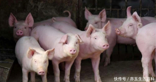  [养猪]养猪并不难，但这几点要关注，了解了就会让养猪变得很轻
