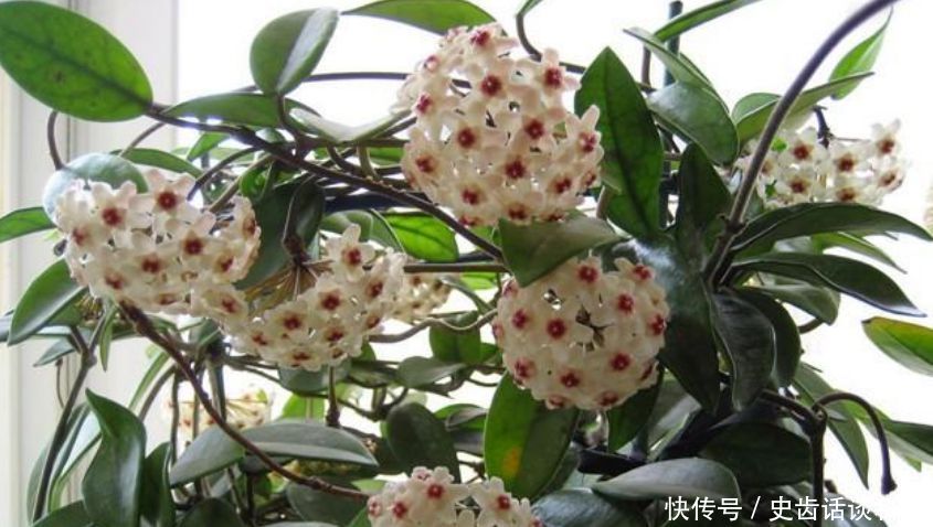 「虎皮兰」卧室就养“3种花”,赏心悦目,清香安神,改善睡眠质量!