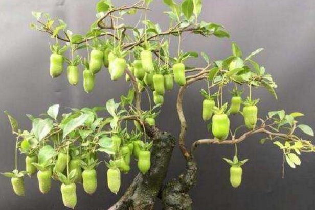  却是：乡间趣事！家养“盆景树”，却是“瓶兰花”，树上结金果，象征富贵又吉祥