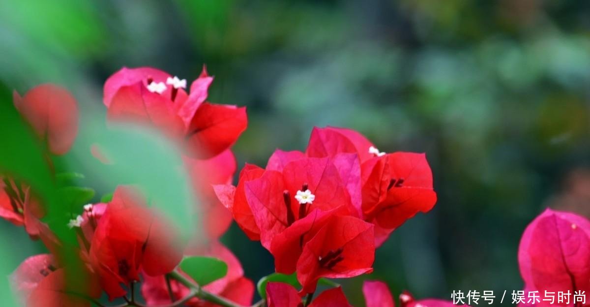 工作■我每年春天,在三角梅苏醒之时,都会重复同样的工作