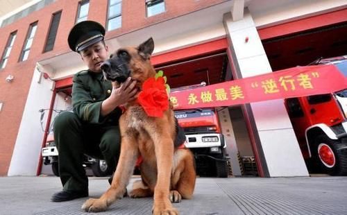 『名字』2岁救15人，汶川地震搜救犬沈虎雕像落成，昔日训导员泣不成声