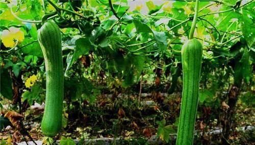  「高产」它可食用可家用，出口量大，种植成本低，收益渠道多，不愁不赚钱