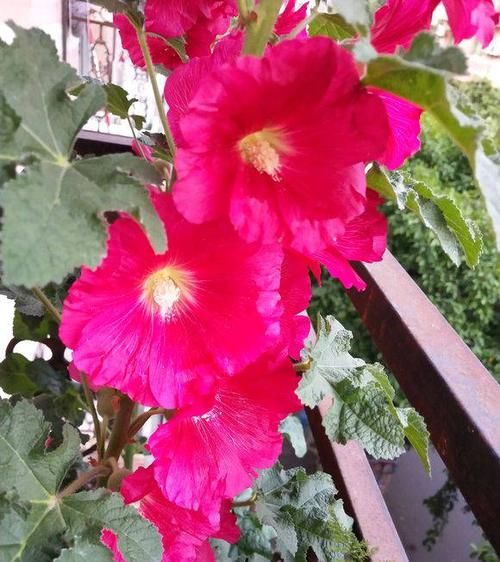  艳丽@养花，这5种花首选，花色艳丽花期长，2个月开满阳台