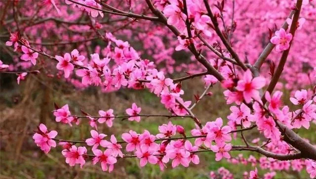 秀美山谷的春色,尽在一首无题诗中