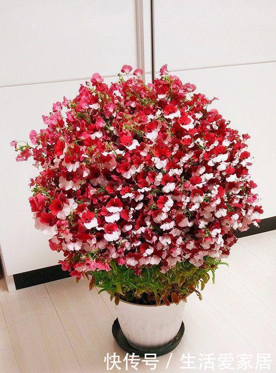  【龙面花】喜欢玫瑰，不如养盆“菊中精品”盘龙盈袖，粉嫩典雅，娇巧迷人！