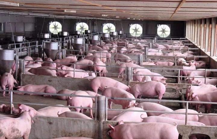  [养猪场]中国最大的养猪场：一年卖出2200万头猪，该企业比小米