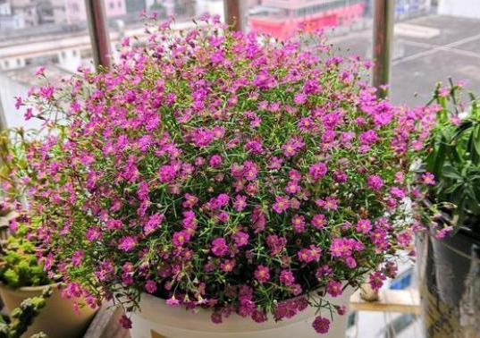 种植@此花盆栽要求低,种植一次可年年赏花,枝叶四季常青长爆盆