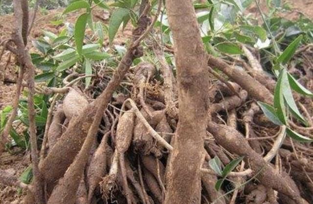 『值钱』在深山,有1种“牛大力”,根茎有40厘米长,值钱又珍贵,请爱惜...