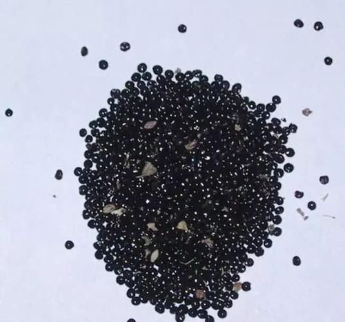  「开花旺盛」花色特鲜艳的鸡冠花，几个品种养一起就能变小花坛