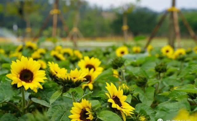 公园的向:超罕见白色、黑色向日葵!8千㎡花海!就藏在珠海市区!