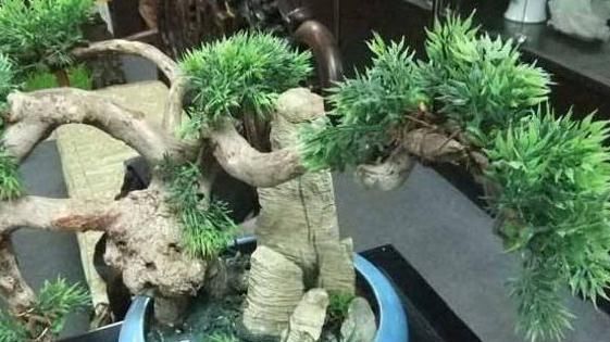  『盆栽』盆栽植物总烂根,知道这4个原因还不够,解决方法更重要