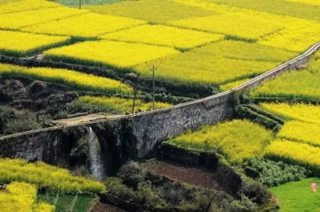中国最美的油菜花海,油菜花逐渐“染黄”了神州大地